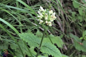 Betonica alopecuros